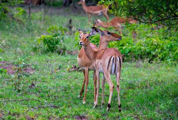 istock Pretty specimen of wild Impala 1828171456