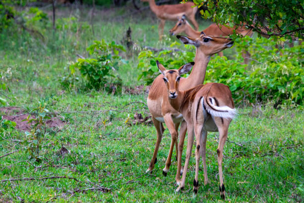 istock Pretty specimen of wild Impala 1828171457