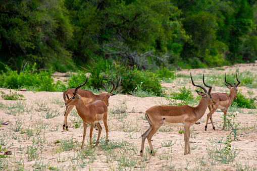 antelope in the bush of South Africa