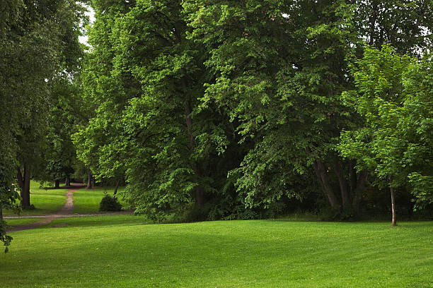 istock Green park  with large old decideous trees and shaded areas. 182817171