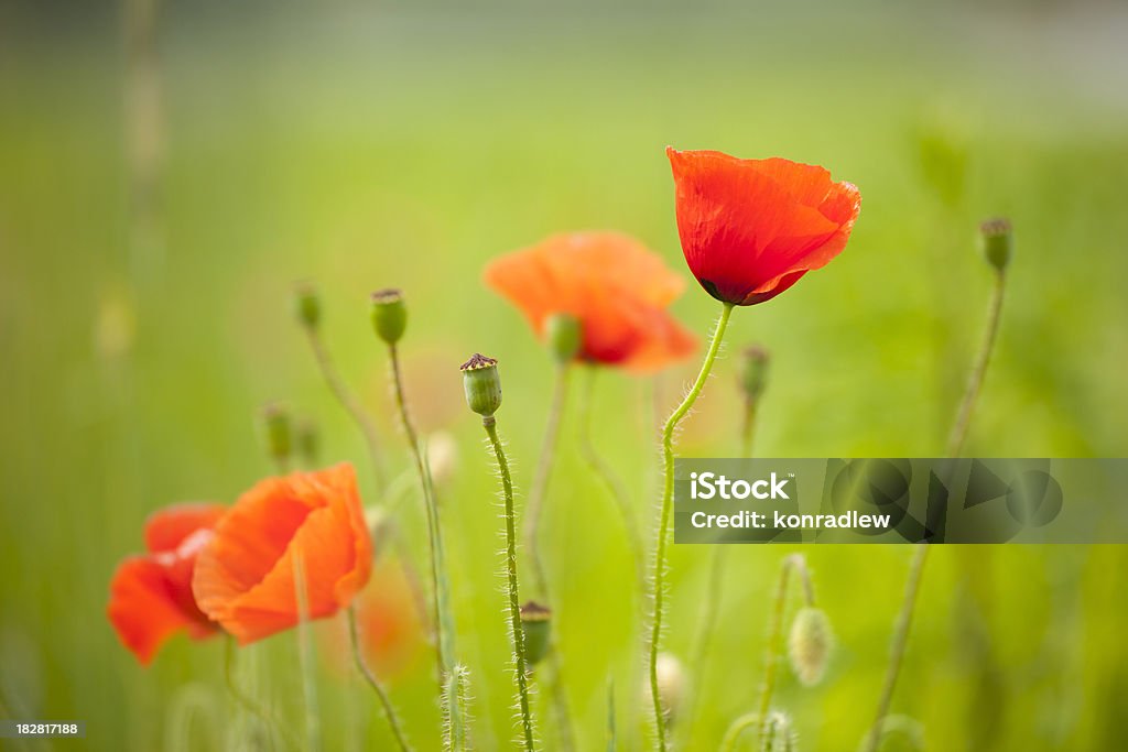 Poppy meadow - Foto de stock de Agricultura libre de derechos