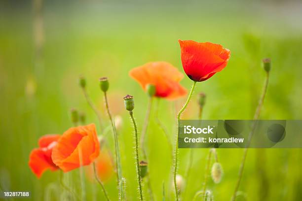 Poppy Meadow Foto de stock y más banco de imágenes de Agricultura - Agricultura, Aire libre, Amapola - Planta