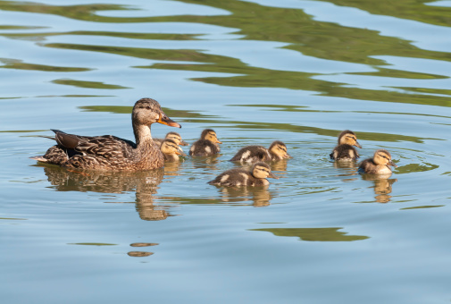Proud mother Mallard and ducklings on a beautiful sunny day
