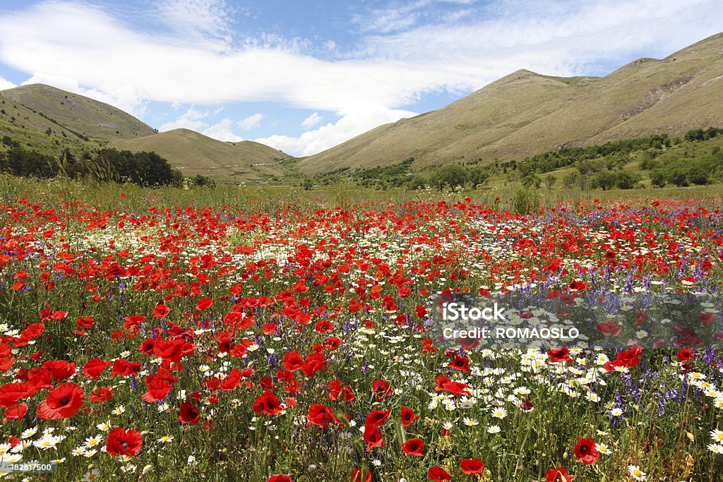 Colorido meadow nas montanhas de Abruzzo, Itália - Foto de stock de Abruzzo royalty-free