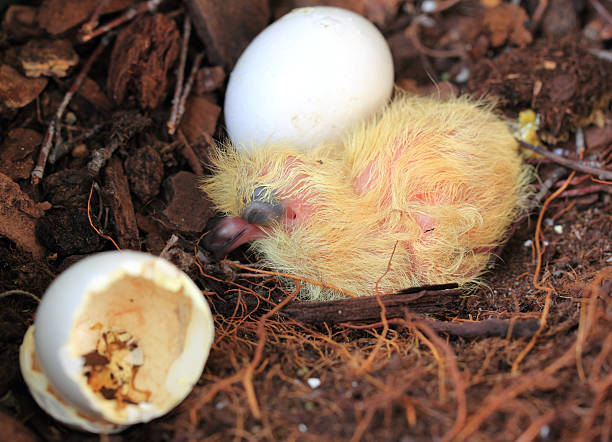 istock Pigeon newly born 182817686