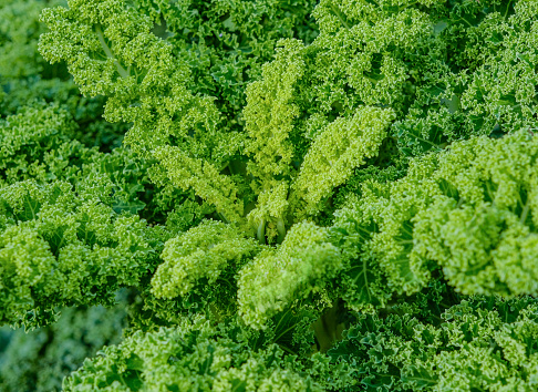 Full-format close-up of kale vegetables.