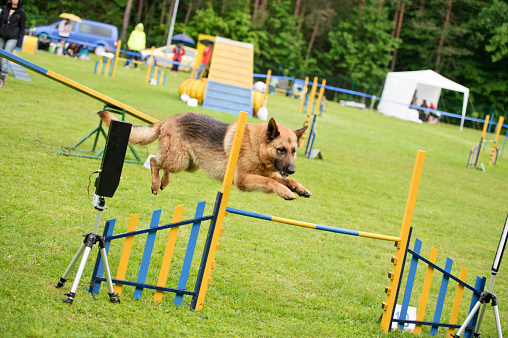 dog jumping on a dog agility course