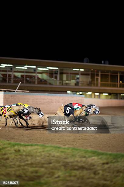 Greyhounds Em Movimento - Fotografias de stock e mais imagens de Animal - Animal, Apostas desportivas, Competição