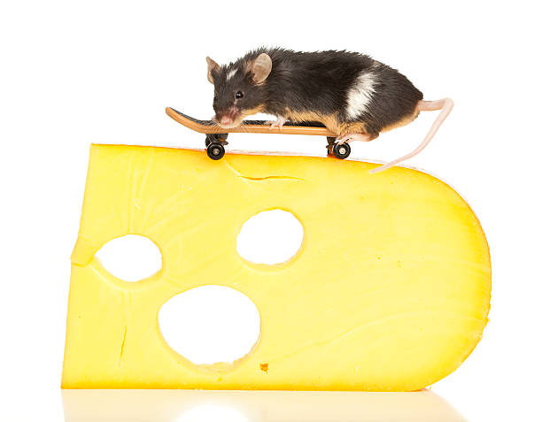 60+ Cute Mouse Riding Bicycle Stock Photos, Pictures & Royalty-Free