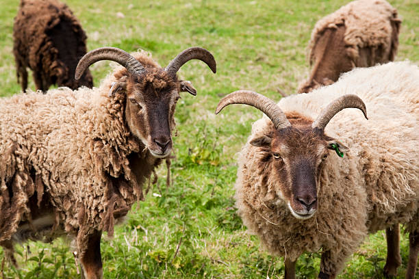 Soay sheep "A flock of Soay sheep, which shed their fleece naturally - which is why these look rather ragged. Soay are an ancient breed descended from a population of feral sheep on the small island of Soay in the St Kilda Archipelago off the Western Isles of Scotland. They come in various shades of brown and beige.Some livestock from my lightboxes:" sheep flock stock pictures, royalty-free photos & images