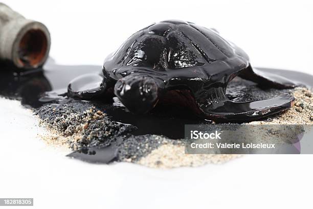 Oil Disaster Stock Photo - Download Image Now - Accidents and Disasters, Amoco Cadiz, Animal