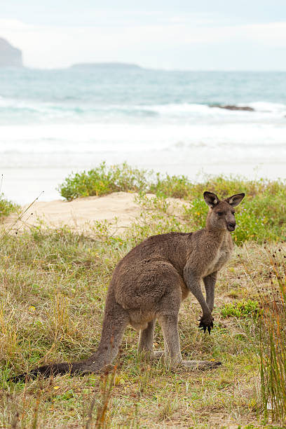 istock Kangaroo standing on the beach coast 182818515
