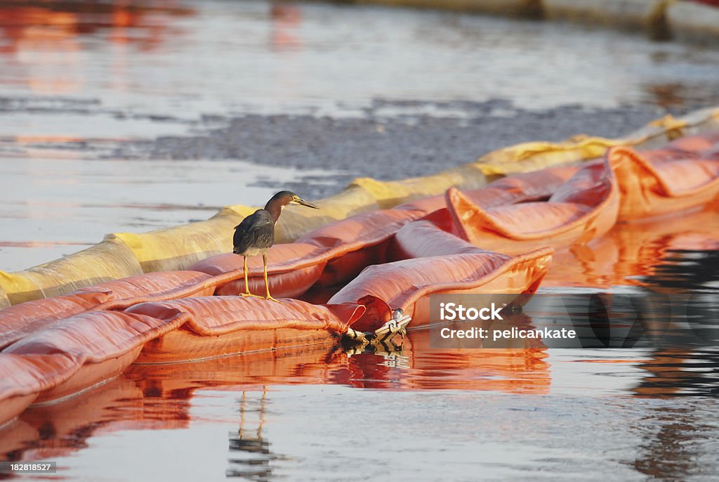 Green Heron siedzi na olej Boom - Zbiór zdjęć royalty-free (Wyciek ropy naftowej)