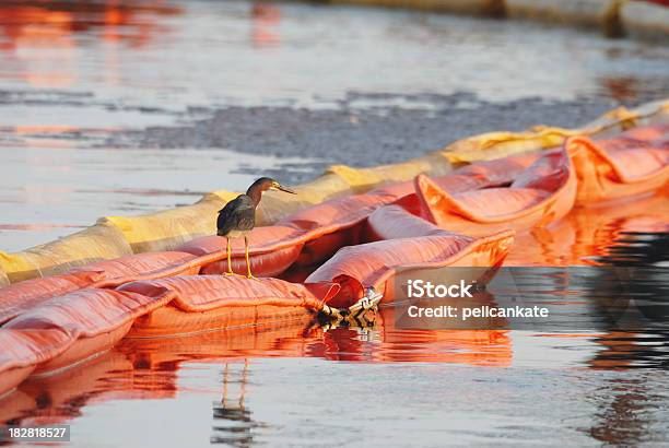 Green Heron Siedzi Na Olej Boom - zdjęcia stockowe i więcej obrazów Wyciek ropy naftowej - Wyciek ropy naftowej, Ropa naftowa, Ptak