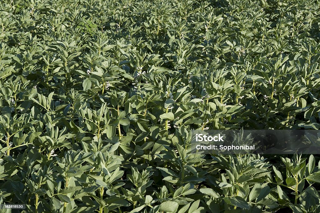 Dicken Bohnen Anbau - Lizenzfrei Baumblüte Stock-Foto