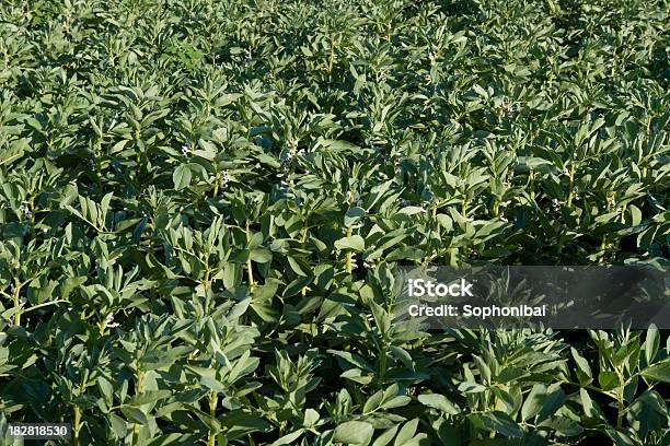 Dicken Bohnen Anbau Stockfoto und mehr Bilder von Baumblüte - Baumblüte, Blüte, Farbbild