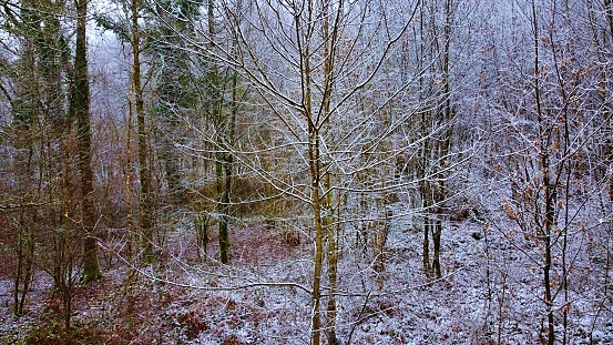 A snowstorm in Perigord Forest among the snow-covered tree line.