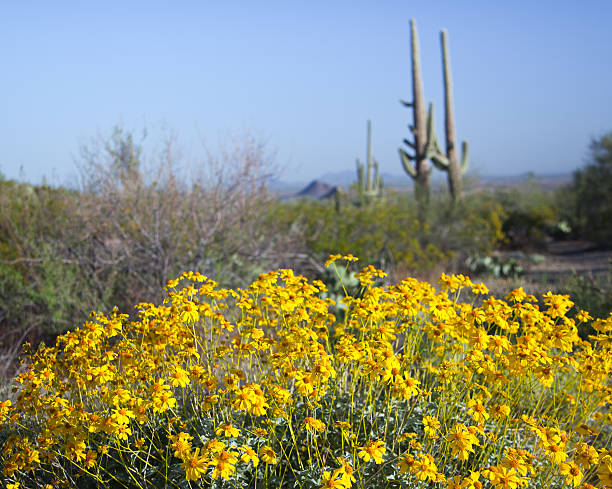 istock Brittlebush Flowers and Saguaro Cactus 182818678