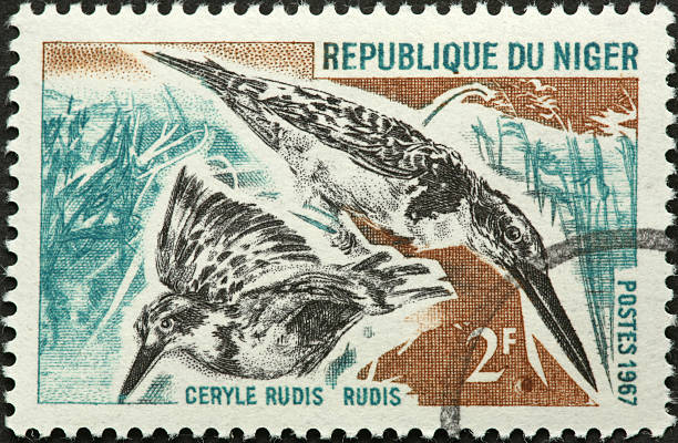 istock African Pied Kingfisher 182818762