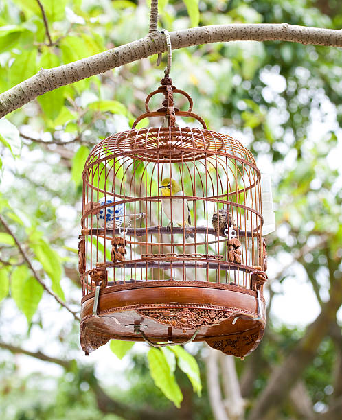 istock Chinese Birdcage Hanging on Tree Branch 182818961