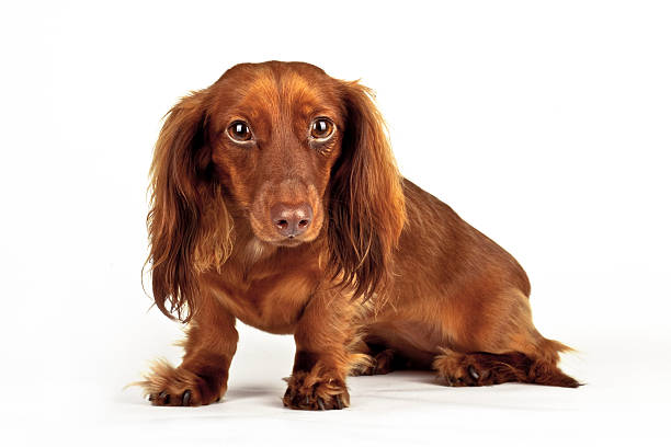 istock Dachshund Dog Series 182818978