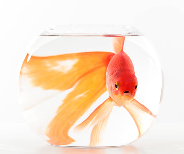 istock goldfish in small fishbowl 182819053