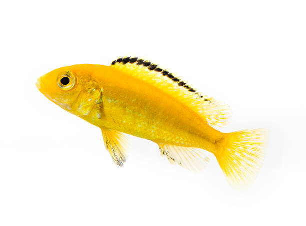 istock Electric Yellow Cichlid 182819058