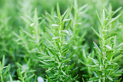 Close-up of kitchen herb rosemary plants in the herb vegetable garden. The fresh green leaf sprigs are a natural ingredient for adding flavor and seasoning to food. They may be organically grown and cultivated for healthy eating in a vegetarian diet.