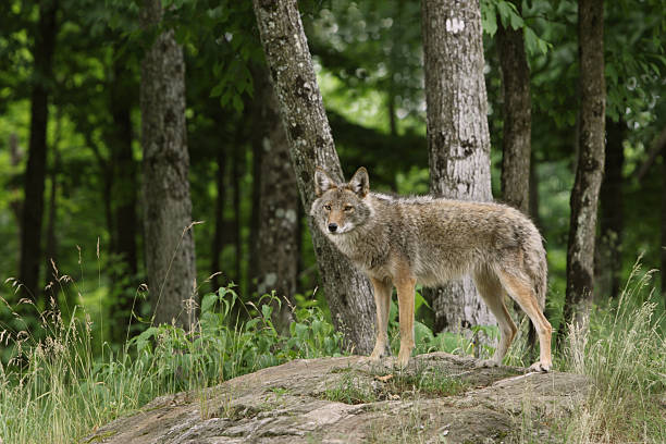 Coyote in Woods stock photo