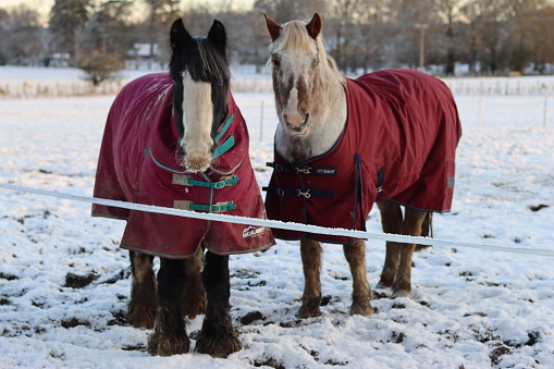 Pair of horses wearing blankets, standing in a snow covered field in winter