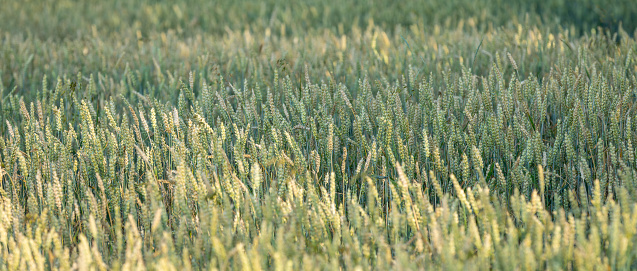 Background of fresh ears of young green wheat in spring field. Agriculture scene.