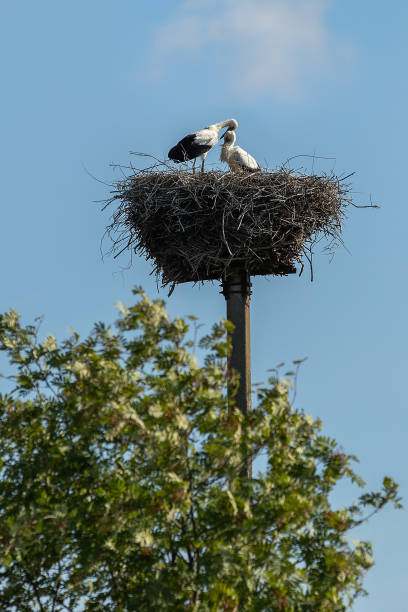 Two white huddled together stork in the nest.