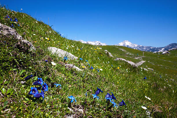 Mountain landscape with flowers Meadow with gentian. enzian stock pictures, royalty-free photos & images