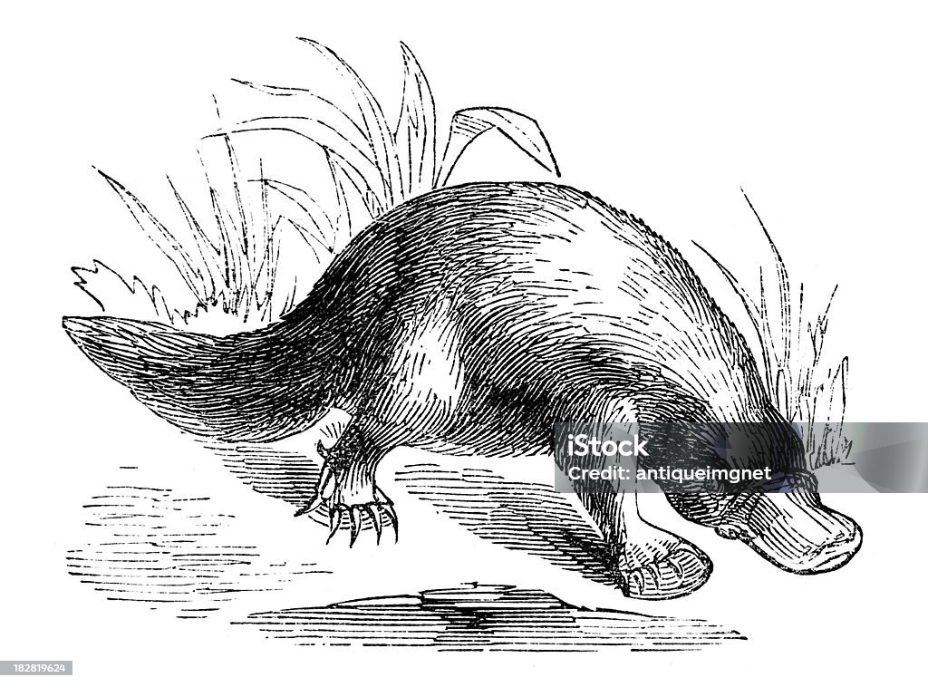 19 th century grabado de un platypus - Ilustración de stock de Ornitorrinco libre de derechos