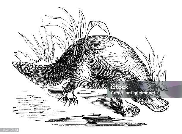 Ilustración de 19 Th Century Grabado De Un Platypus y más Vectores Libres de Derechos de Ornitorrinco - Ornitorrinco, Antigualla, Ilustración