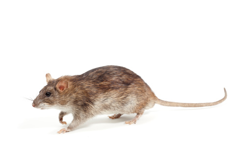Stuffed brown rat on white background