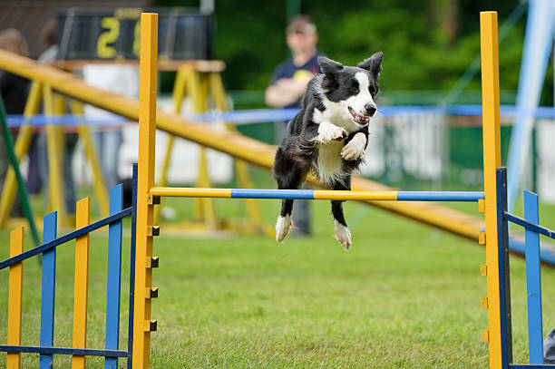 agilidade - show dog - fotografias e filmes do acervo