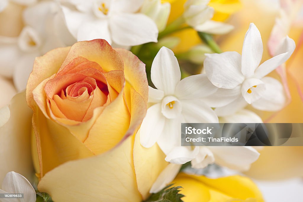 Hermosas flores - Foto de stock de Jazmín libre de derechos