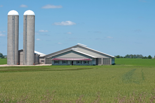 A modern new dary barn with silos surrounded by farm fields.Similar Images: