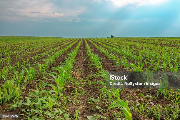 Belingham Corn Rows Corn Rows Stock Photo - Download Image Now - Agricultural Field ...