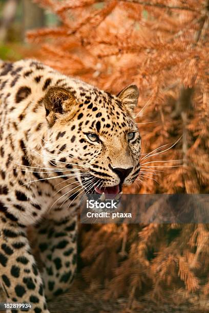 Growling Leopard Stock Photo - Download Image Now - Close-up, Leopard, Animal