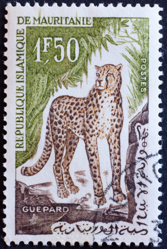 Detailed image of a leopard
