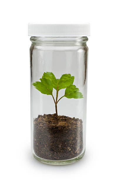 istock Plant in jar growing with clipping path 182820147