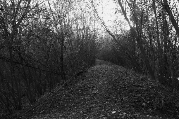 istock Black and white landscape. Wild forest with mystical lawns and trails. 1828201565