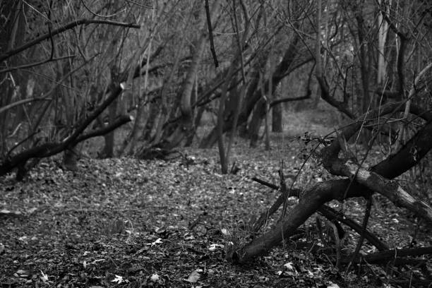 istock Black and white landscape. Wild forest with mystical lawns and trails. 1828201574