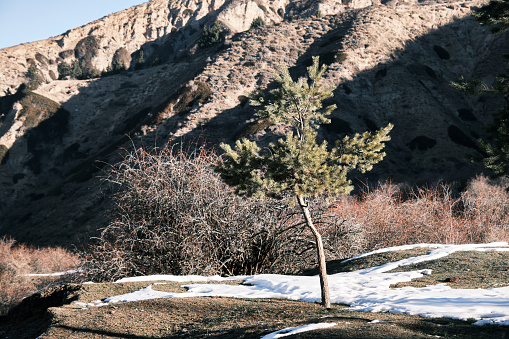 Young pine tree in winter foothills