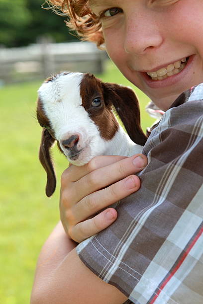 istock Child Holding Baby Goat 182820212