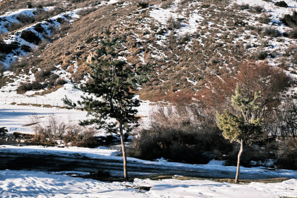 istock Young pine tree in winter foothills 1828203179