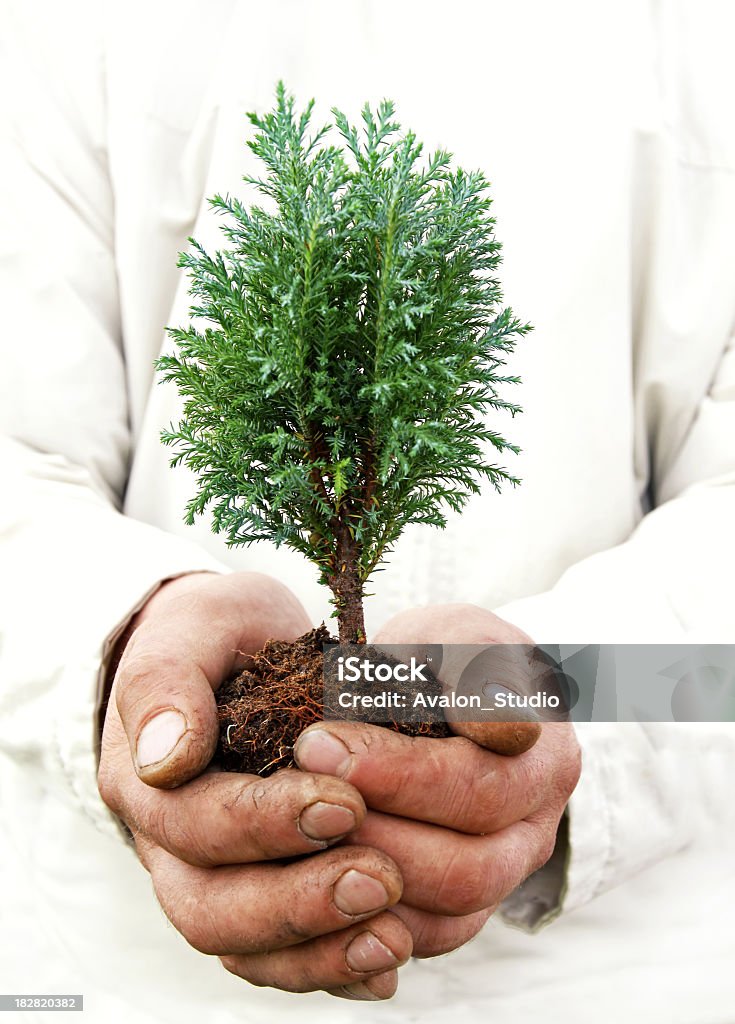 Umweltschutz symbol - Lizenzfrei Bonsai Stock-Foto