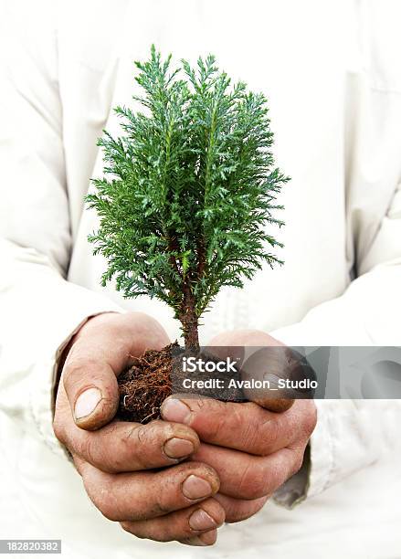 Foto de Símbolo De Conservação Ambiental e mais fotos de stock de Bonsai - Bonsai, Espruce, Adulto maduro